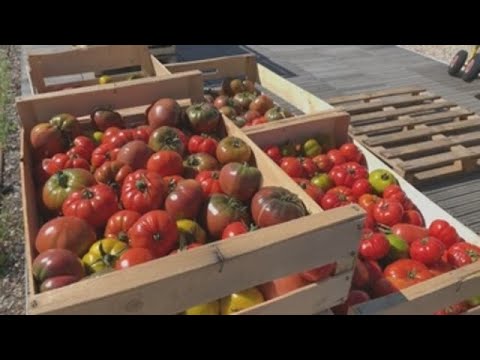 Vídeo: La Granja En La Azotea De París Más Grande Del Mundo