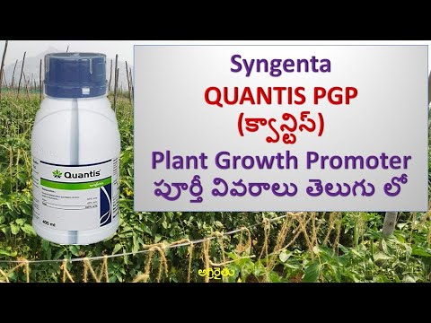 Syngenta Quantis (క్వాన్టిస్) Plant Growth Promoter in