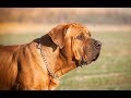 معلومات عن كلب التوسا اينو !! tosa inu dog breed 101