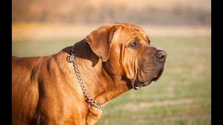 معلومات عن كلب التوسا اينو !! tosa inu dog breed 101