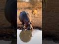 A Lion Approached the Water — The Hippo Didn’t Move 🦁🦛