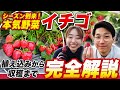 【家庭菜園】サントリー本気野菜イチゴ解説【完全版】