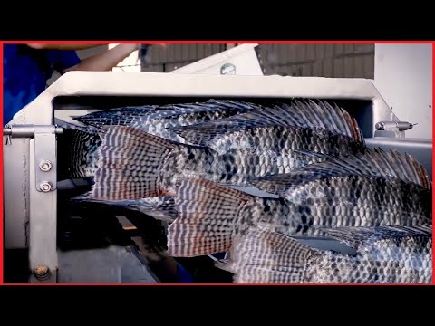 Video: Tilapia Fish - Ernæringsprofil, Fordeler Og Oppskrifter