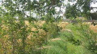 Dancing Wheat Crops (Punjab) Village life in Pakistan Latest 2016 Videos
