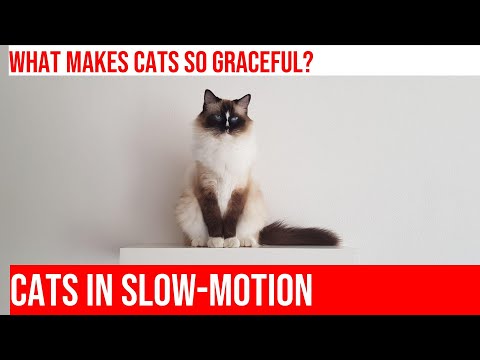 Cats in Slow