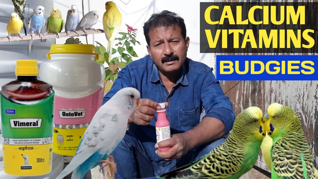 Curated visual reference: Fedypaking Calcium Supplement For Budgies Reference: Best Multivitamins And Calcium For Budgies