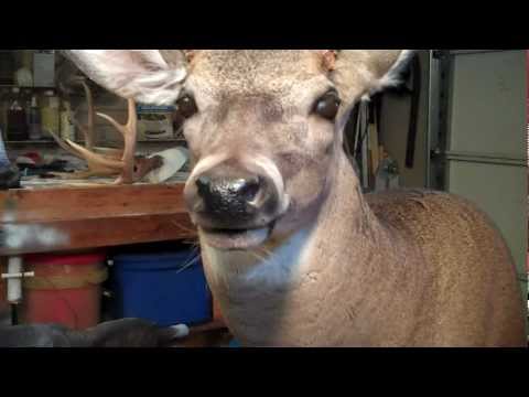 Busy taxidermy day in the shop