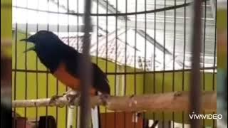 BURUNG MURAI BATU BERSUARA JOKOWI