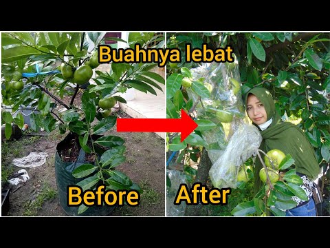 Cara & tutorial pupuk tanaman buah import black sapote agar bunga perdana tidak rontok