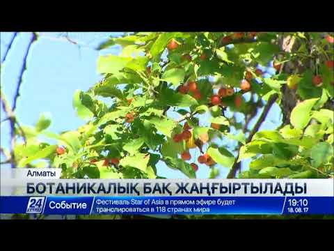 Бейне: Горно-Алтай ботаникалық бағы: орналасқан жері, тарихы, сипаттамасы