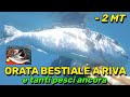 ORATA MAGNIFICA a RIVA in 2 mt e PESCI a SAZIETÀ💪 Pesca sub in apnea nel basso fondo AGOSTO 2025