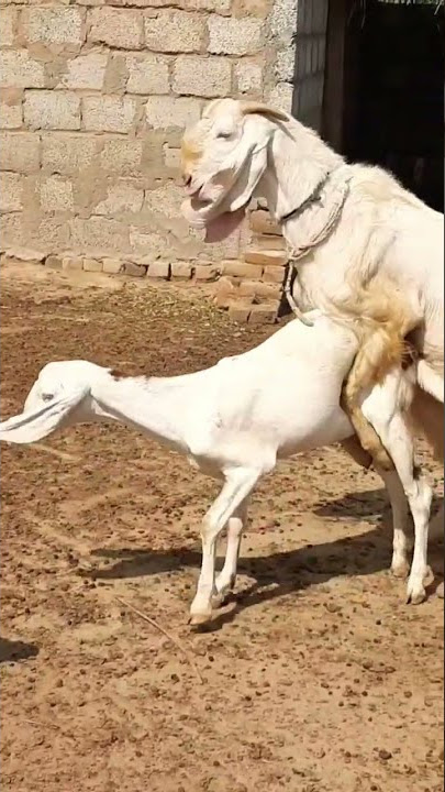 #shorts goat mating