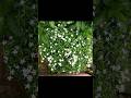 #small garuda vardhini &amp; nandi vardhanam plants
