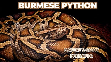 The Mighty Burmese Python: Nature