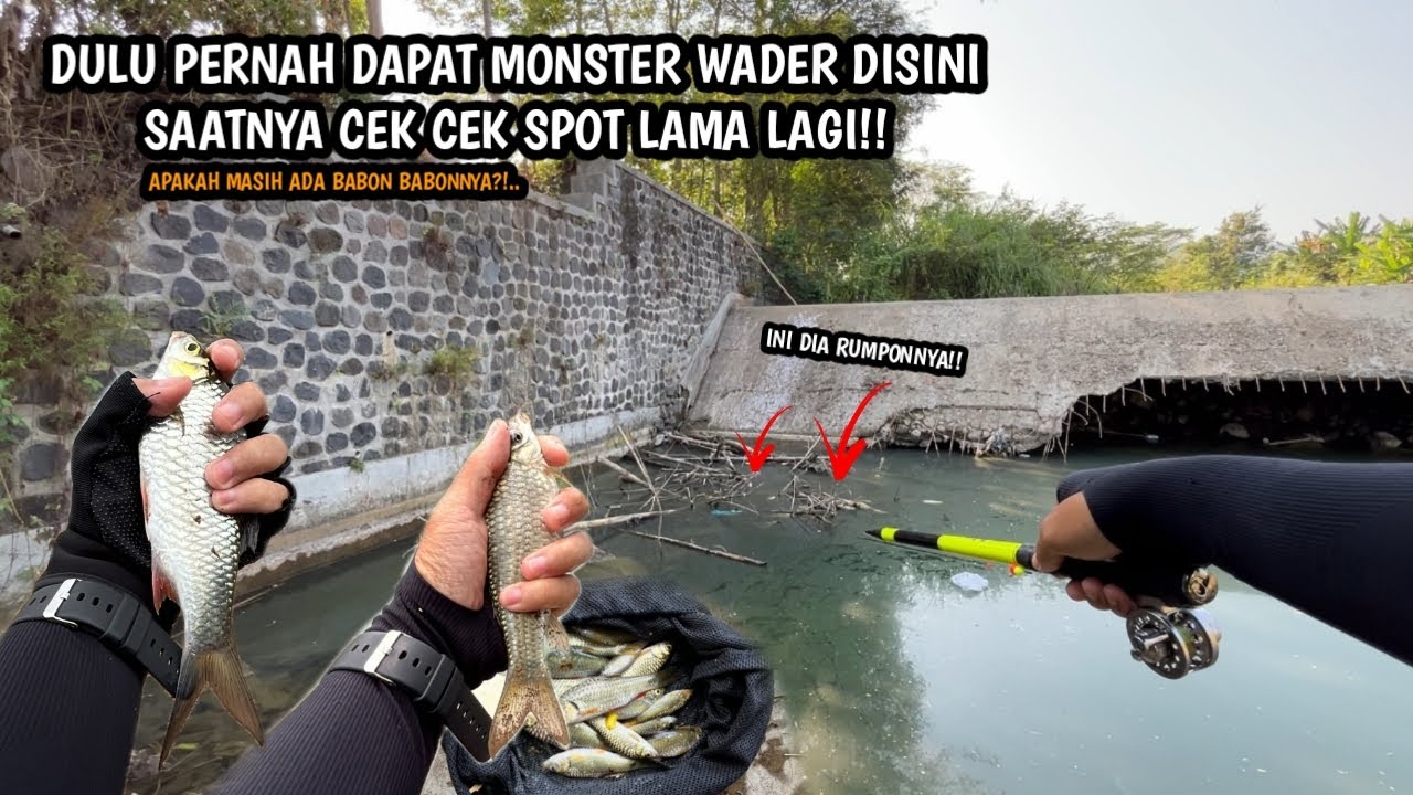 ADA RUMPON POTENSI SARANG BABON BABON!! Mancing wader teknik kumbul di sungai pedesaan