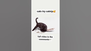 cats try catnip for ir the first time 🥰🥰 full video in the comments 👀