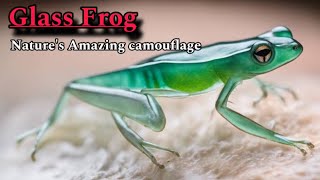Amazing camouflage of Glass frog ! Amazing Adaptations of Frog by Nature ! Wildlife Documentary