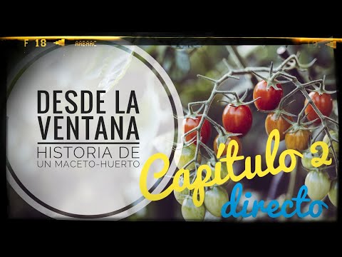 Desde la Ventana 📺 Historia de un Maceto-huerto🌱 urbano || Capítulo 2