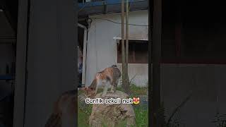 Nyore Nyendiri shorts cat short viral fyp