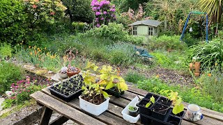 Cornish cottage garden & allotment ~ Early morning planting