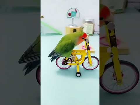 Parrot smart 😂🤣 show #parrotshorts #shorts