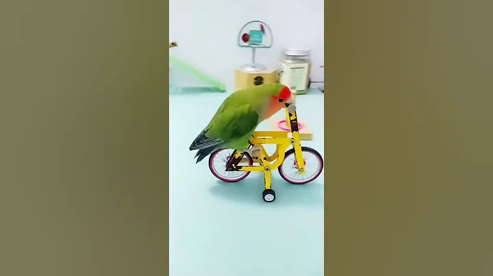 Parrot smart 😂🤣 show #parrotshorts #shorts - DayDayNews