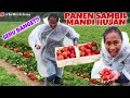 PANEN SEMUA STRAWBERRY YANG WARNANYA PALING MERAH!!