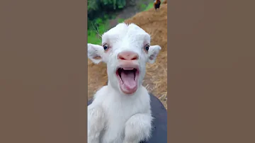 خروف العيد جوعان اكل ابني خروف الحلوب ش Eid Sheep A Goat Screaming 