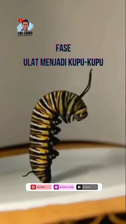 FASE ULAT MENJADI KUPU-KUPU - Metamorfosis dan Timelapse | #shorts #timelapse