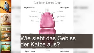 Gebiss der Katze: Alles über die Zähne