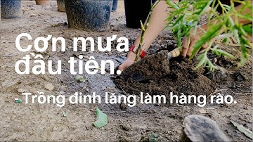 Cơn mưa đầu tiên - trồng đinh lăng làm hàng rào.