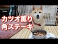 柴犬小春 どーしてもカツオが食べたい柴犬の顔 ENG SUB