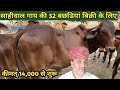 देसी साहीवाल गाय की बछडियां/Desi Sahiwal Cow Dairy Farm in India Hindi.