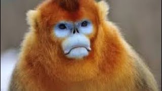 golden snub-nosed monkey #monkey #funny