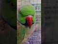 #beautifulparrot #cuteparrot