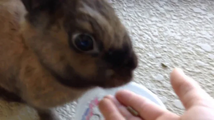 How to train your rabbit to come when called! 🐰