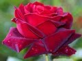 Valentine daya red rose for you  una rosa rossa per te