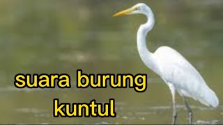 suara burung kuntul