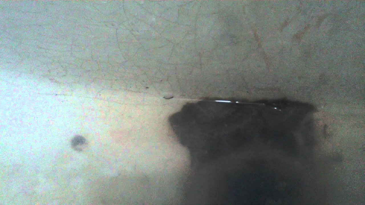tiny worms are coming up through my drain YouTube