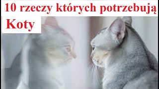 10 rzeczy których Potrzebują Koty by Ciekawski jak Polak 11,637 views 1 month ago 11 minutes, 18 seconds