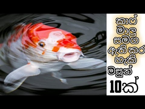 Carp/Koi Tank Mates and Special Facts in Sinhala | කෝයි සහ කාප් එක්ක ...