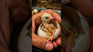 🥚 I Helped a Baby Chick Hatch by Hand! 🐣 Amazing Hatching Moment #shortsfeed