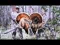 Double Down on GOBBLERS! (Run & Gun on Public Land)