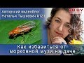 Как избавиться от морковной мухи на даче