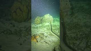 Sea Eel and Sea Snake | Caluya, Antique