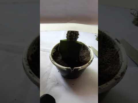 Vídeo: Guia d'empelt de cactus: com empeltar una planta de cactus