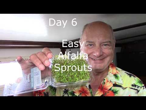 Alfalfa Sprouts the Easy Way
