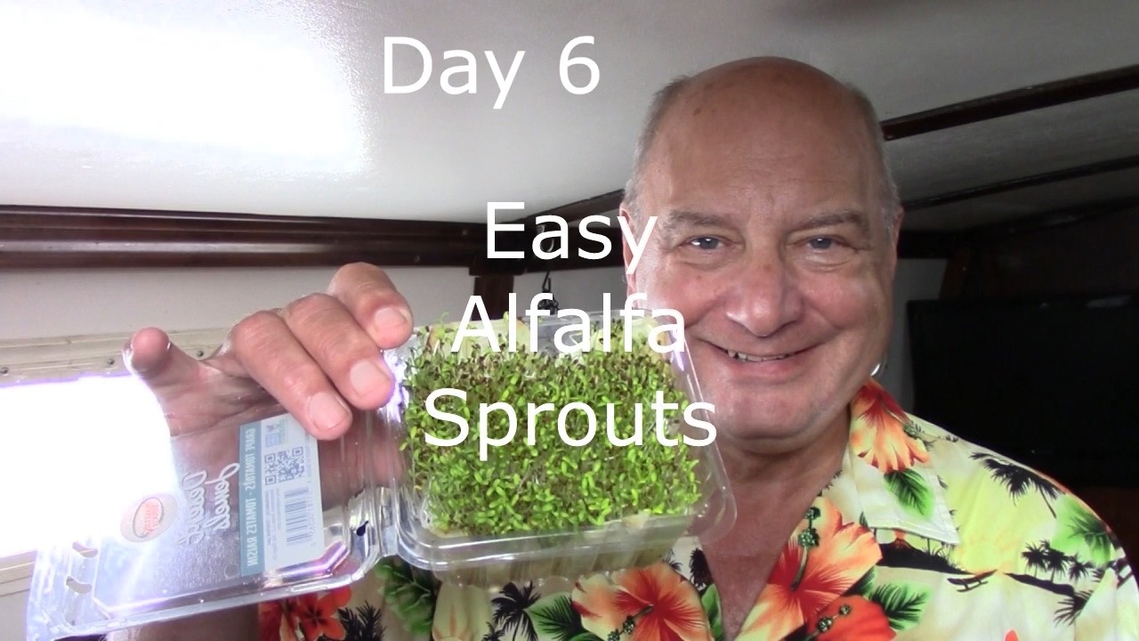 ⁣Alfalfa Sprouts the Easy Way