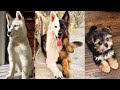 Adorable dogs thatll make you adopt one