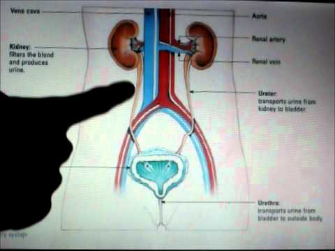 The Excretory System - YouTube